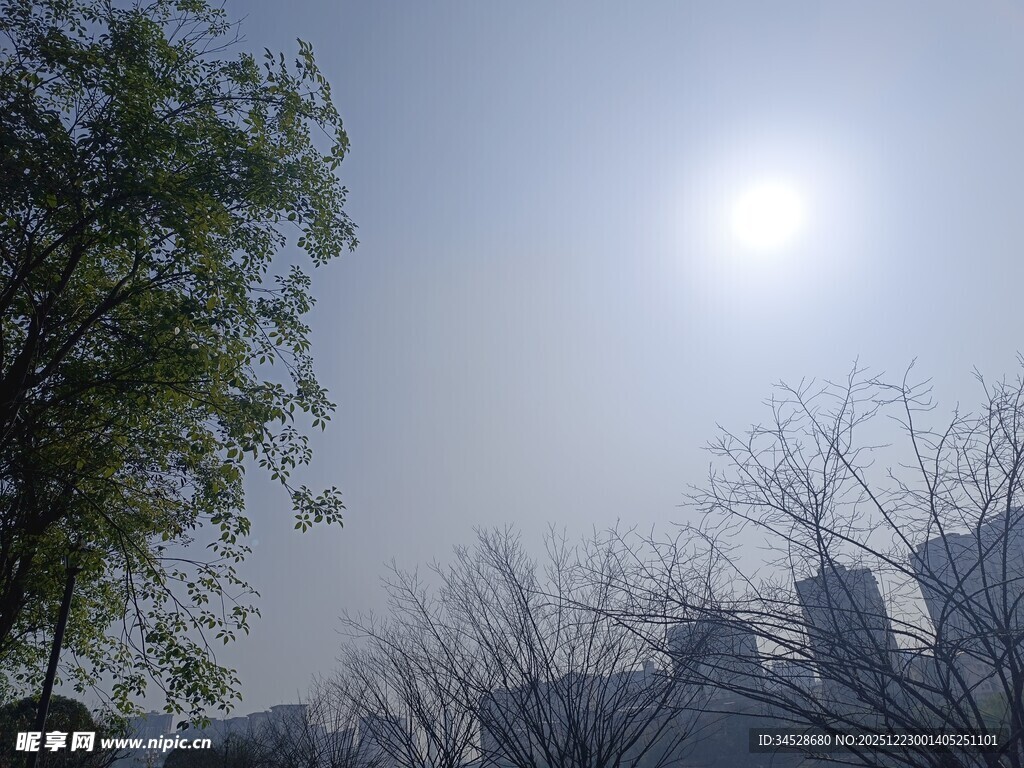 阳光下的树木与城市景象