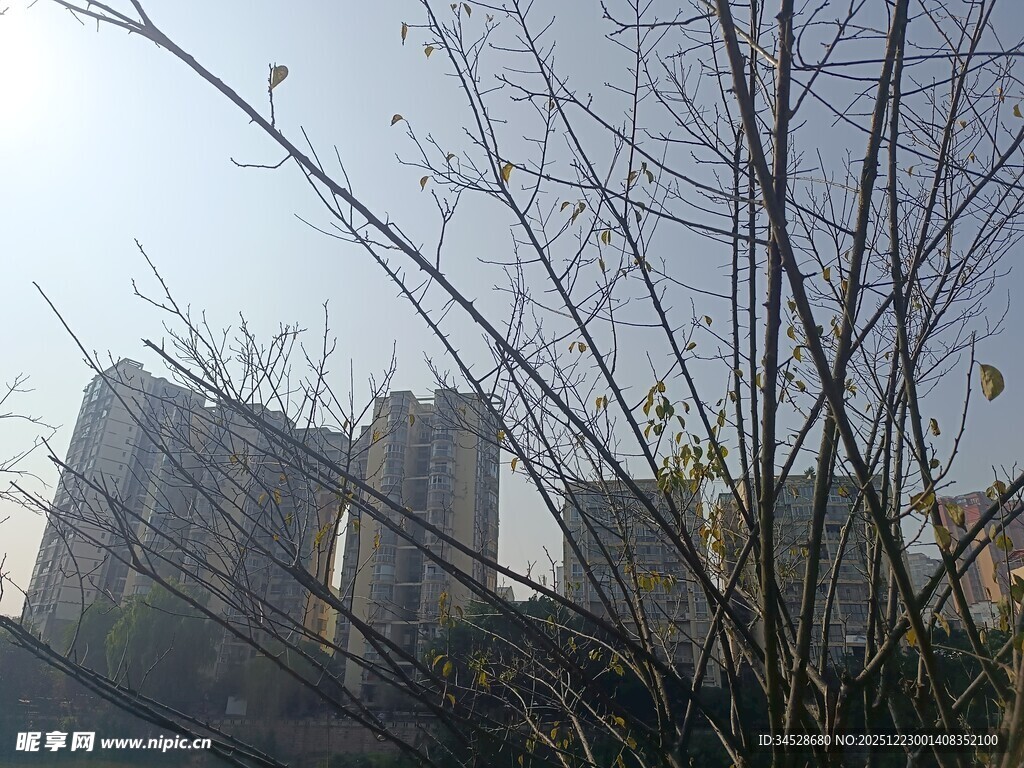 透过树枝看高楼景象