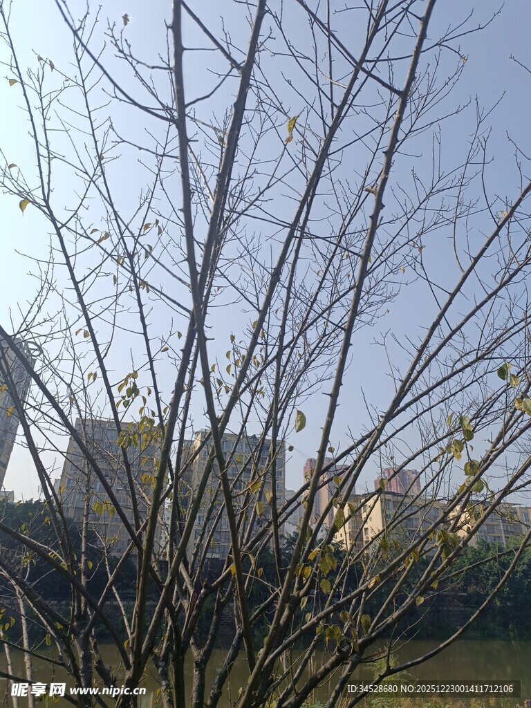 冬日光秃树枝与远处建筑