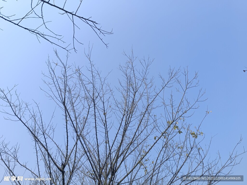 蓝天映衬下的光秃树枝