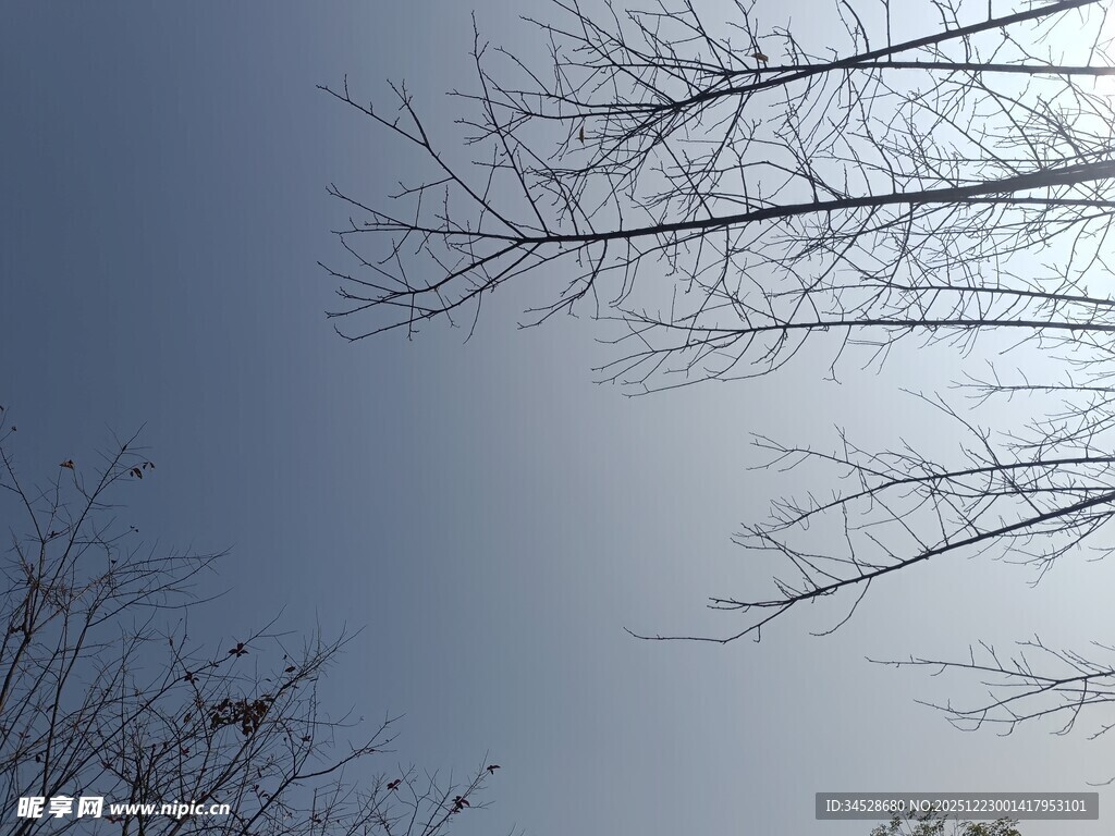 冬日枯树映蓝天