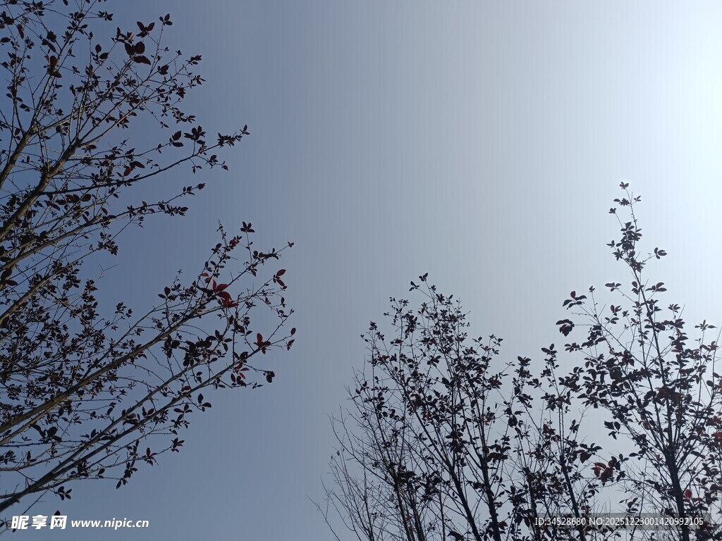 蓝天映衬下的枝叶