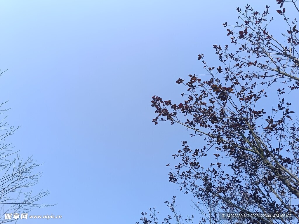 蓝天映衬下的稀疏树枝