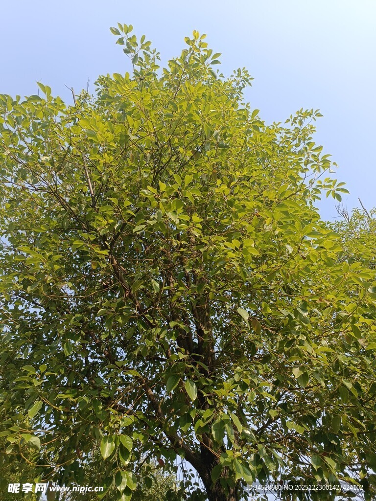 阳光下的葱郁大树