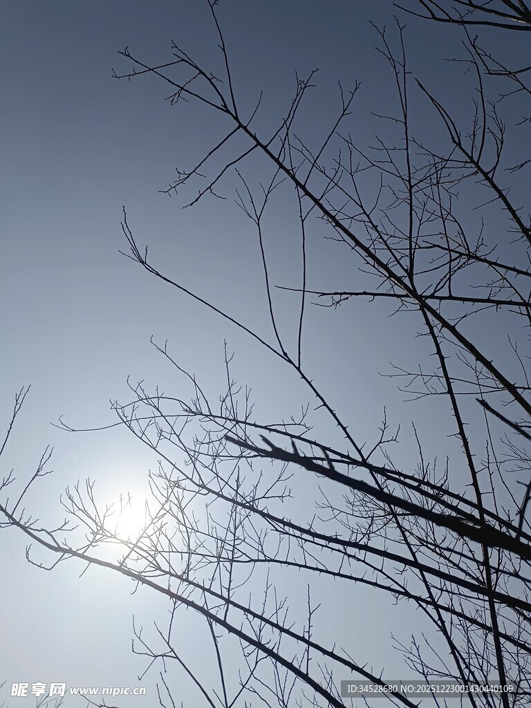 冬日树枝间的暖阳