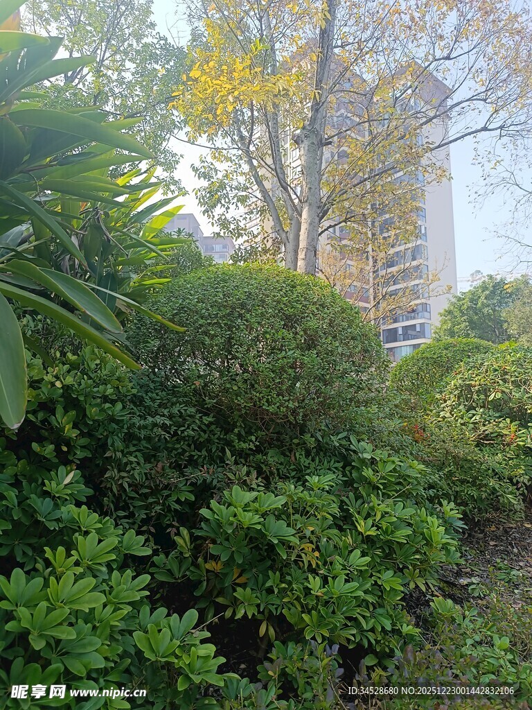 城市中的绿意盎然植物景观