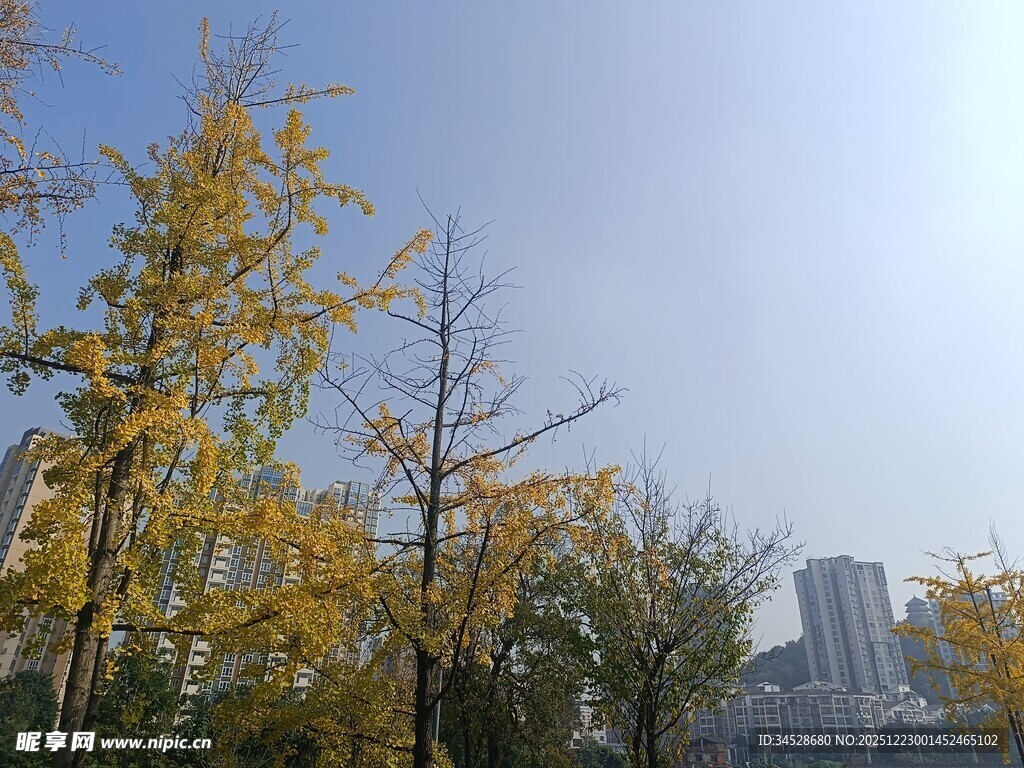 秋日银杏与城市建筑景观