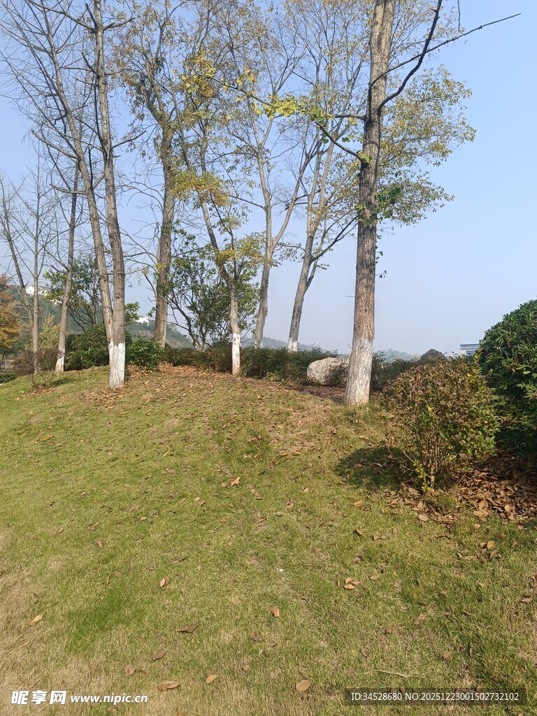 秋日草地旁的树木景观