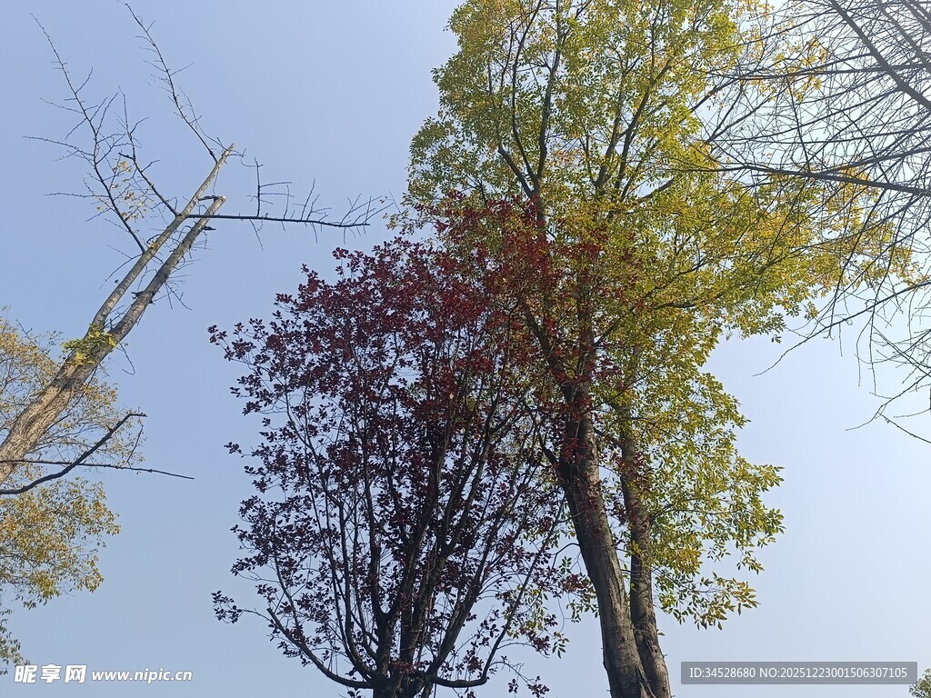 秋日多彩树木景致