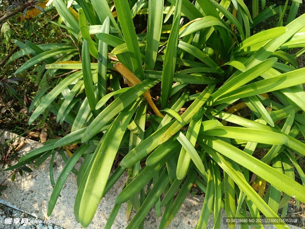 翠绿丛生的细长叶片植物