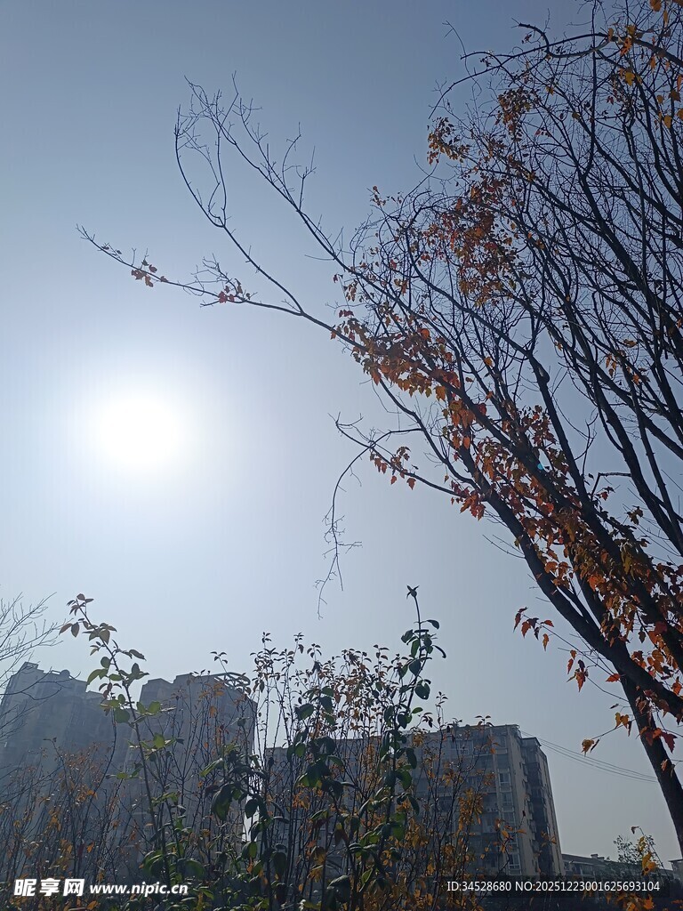 冬日暖阳下的城市树木