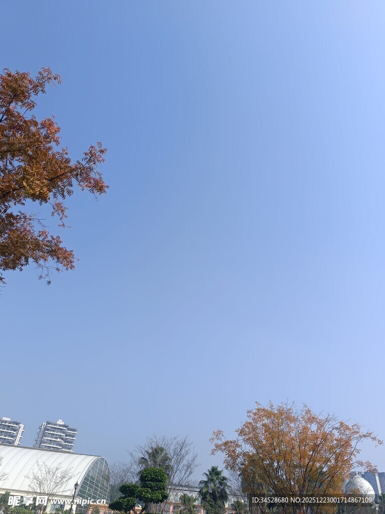 秋日蓝天与树木景致