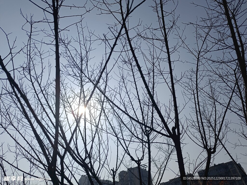 冬日光秃树枝与朦胧日光