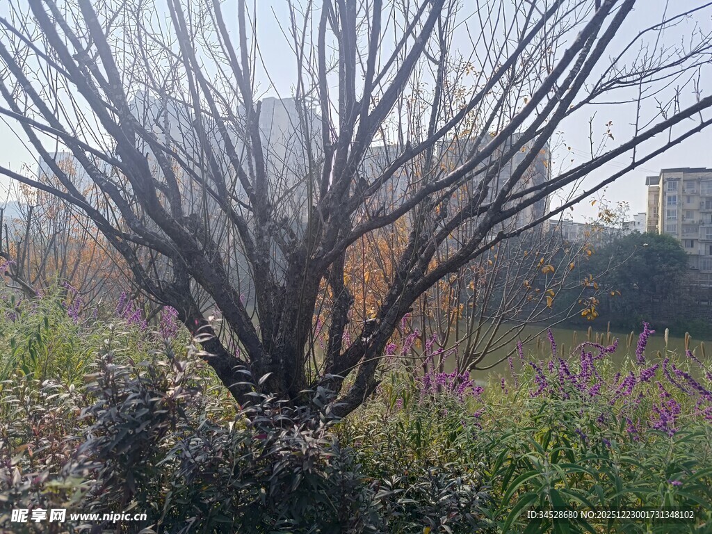 冬日枯树与周边植物景观