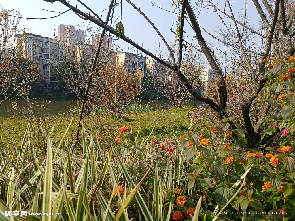 城郊冬日草地与树木景观