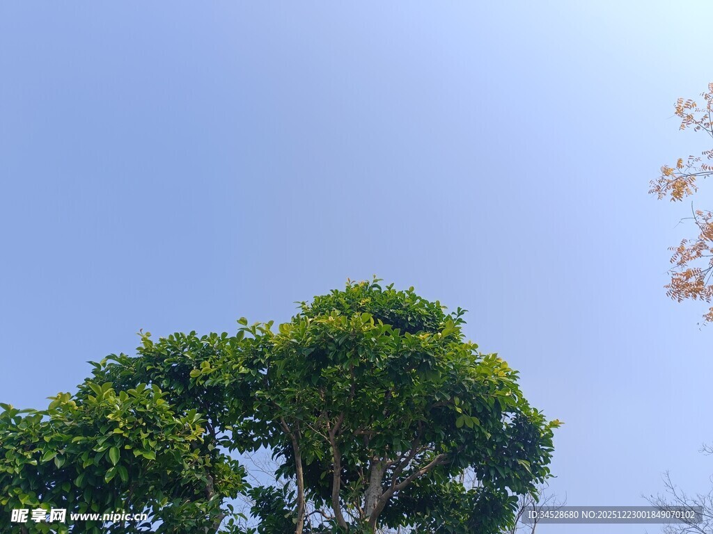 蓝天绿树风景图