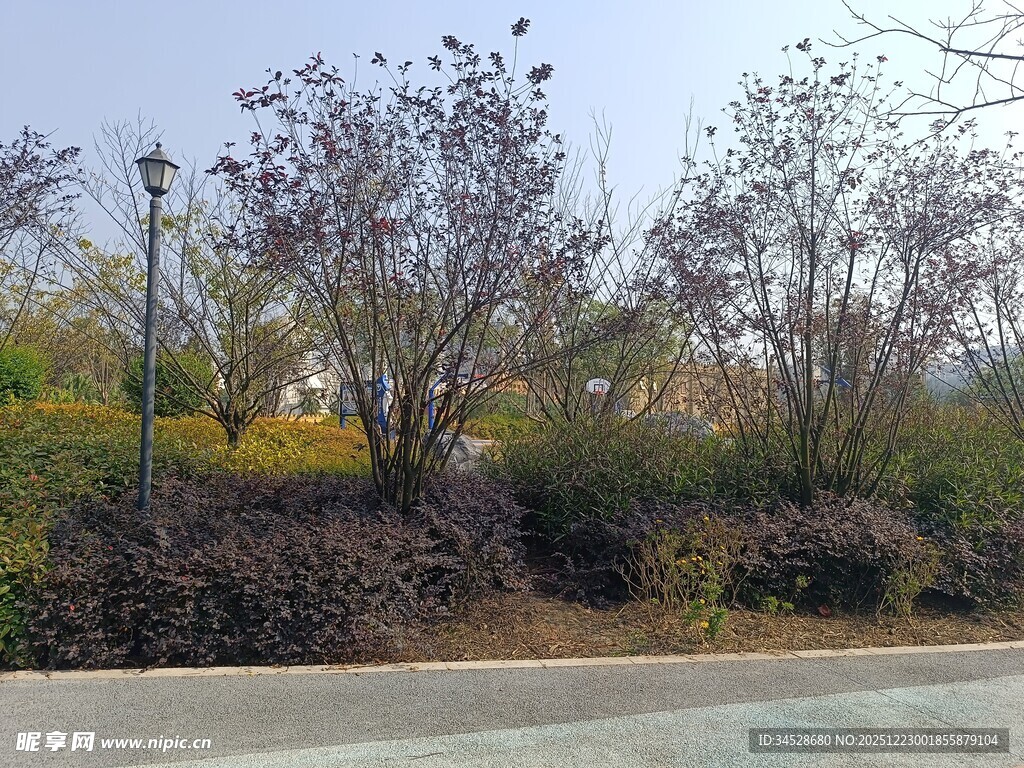 路边多彩植被景观