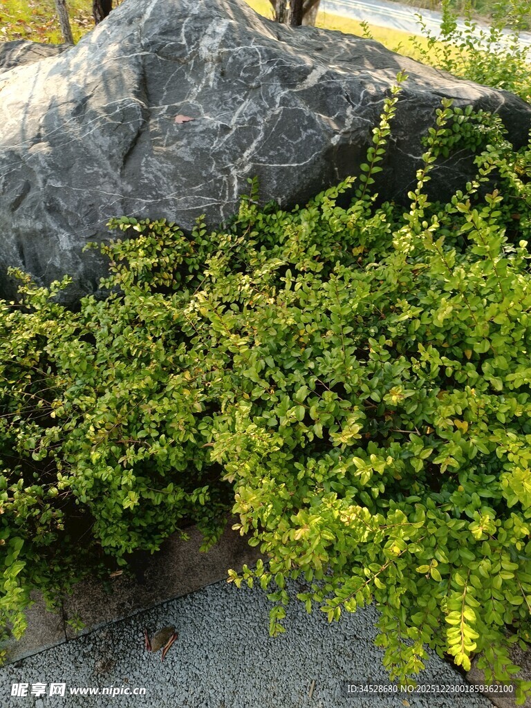 岩石旁的翠绿灌木丛