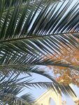 棕榈叶下的光影景致