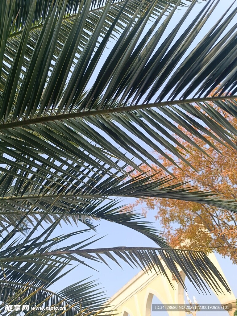棕榈叶下的光影景致