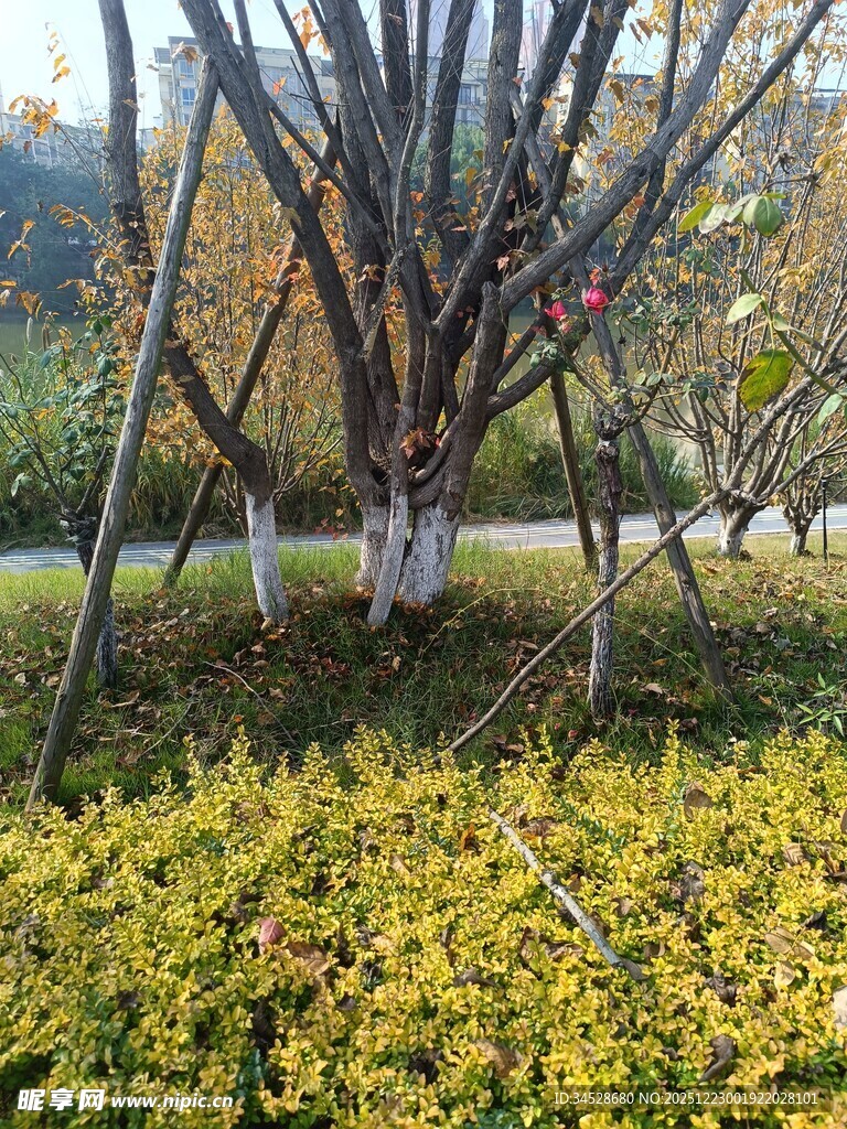 秋日树林黄叶铺地景象