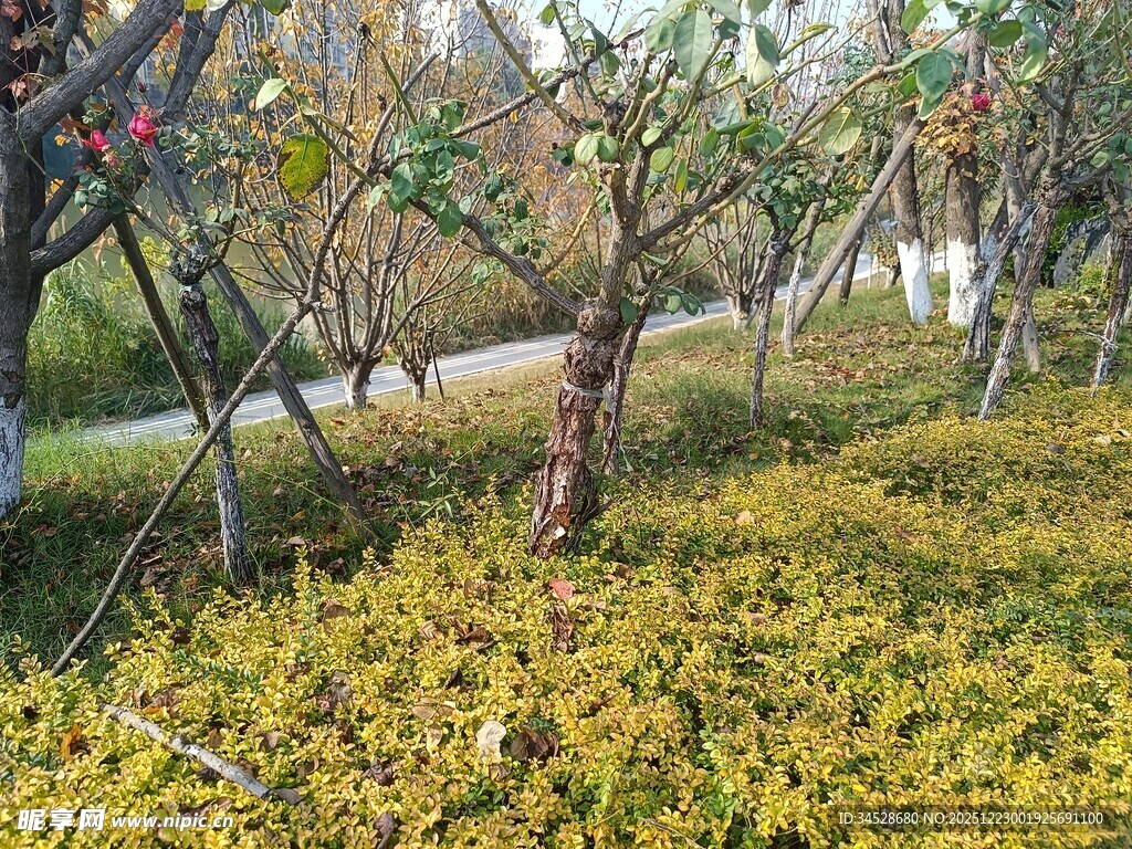 秋日园林树木与金黄植被