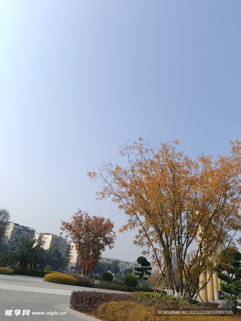 秋日道路旁的树木景观