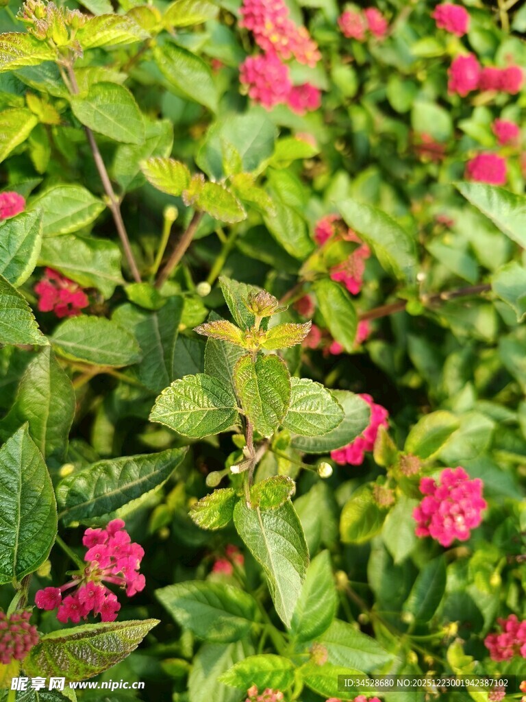 绿叶间绽放的娇艳红花朵