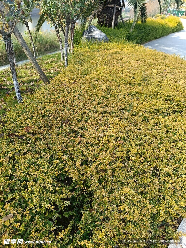 路边繁茂的黄绿色灌木丛