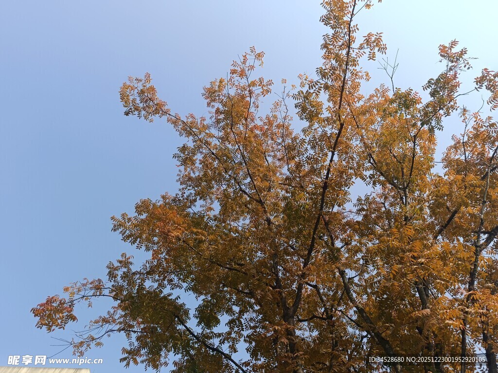 秋日金黄树叶映蓝天