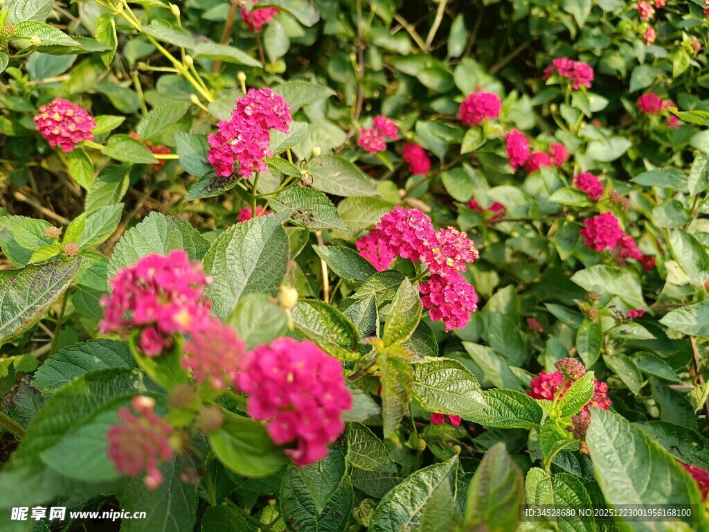 鲜艳花丛中的美丽景观
