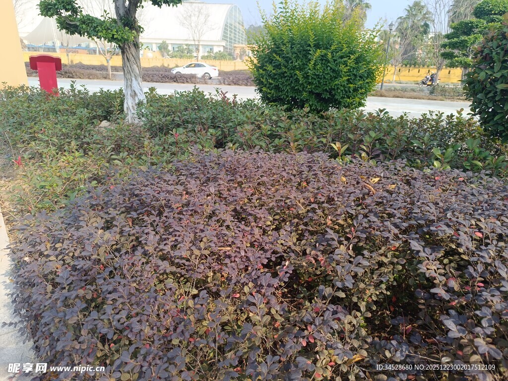 户外多彩灌木丛景观