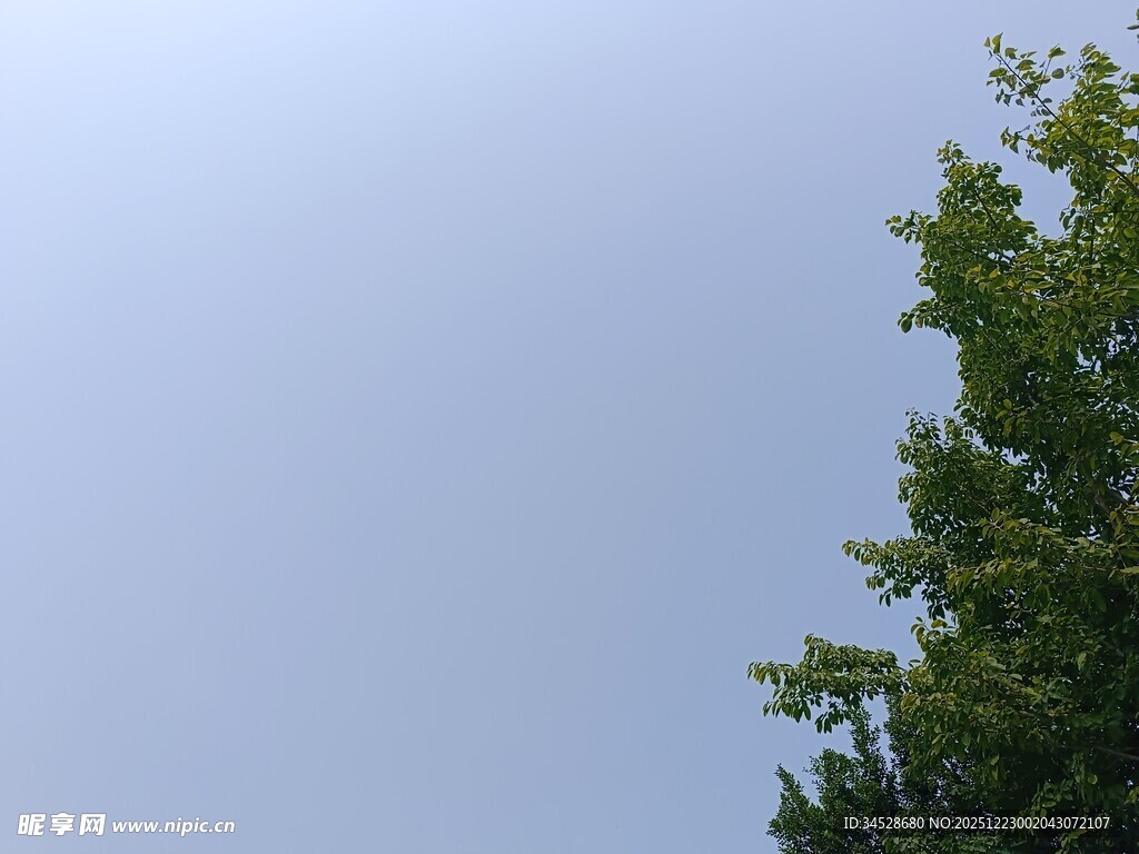 树梢之上的淡蓝天色