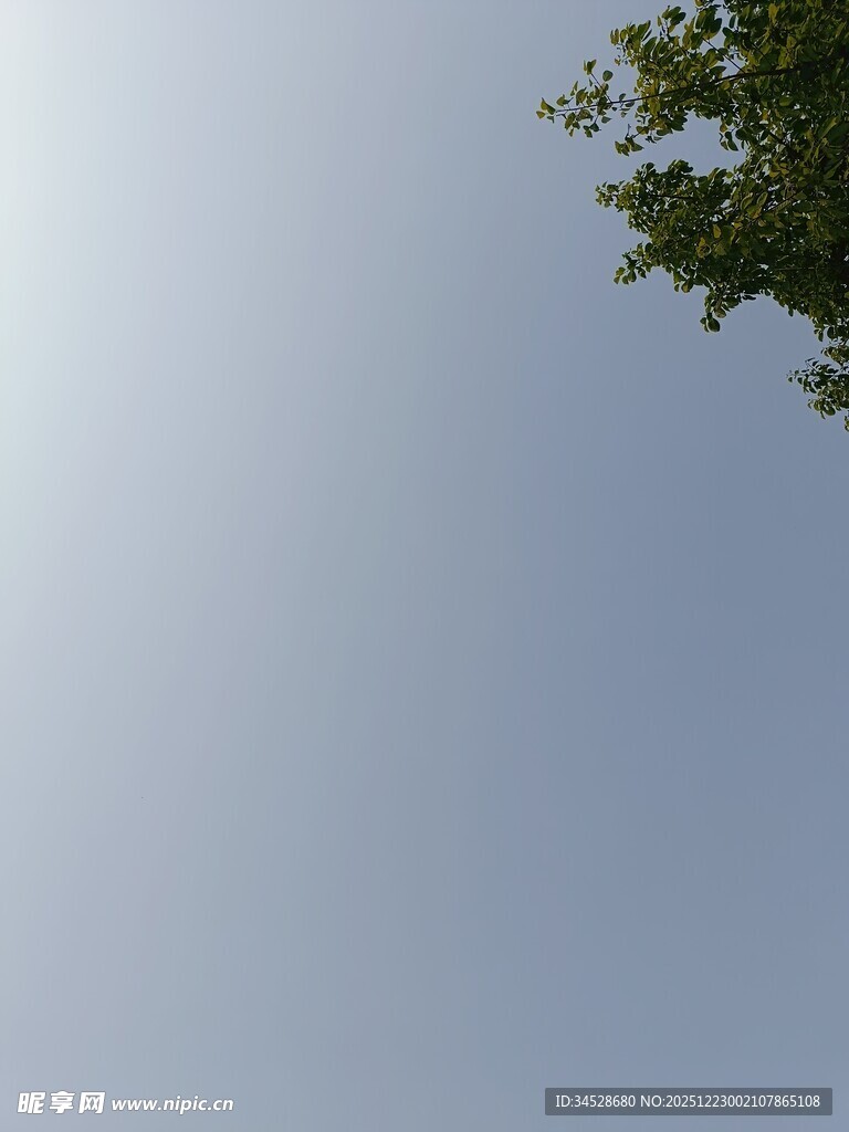 仰望蓝天与树梢