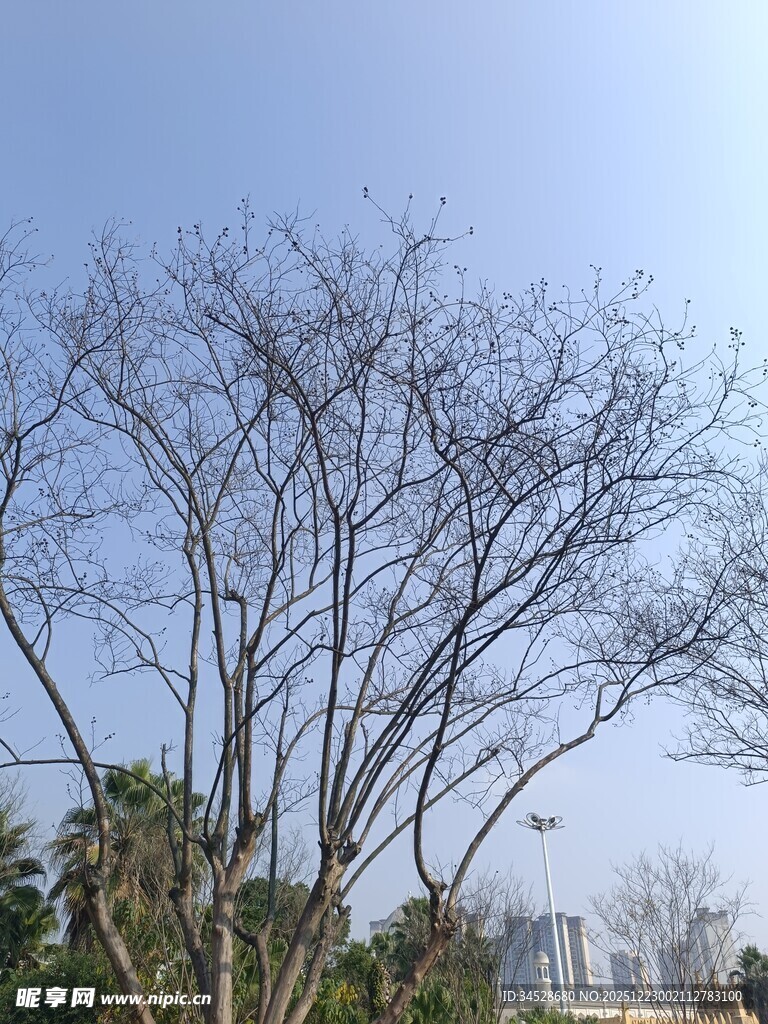 冬日光秃树木与晴朗天空