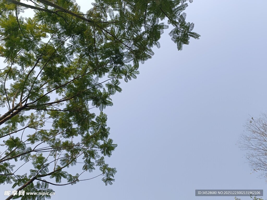 仰视绿树蓝天的清新景象