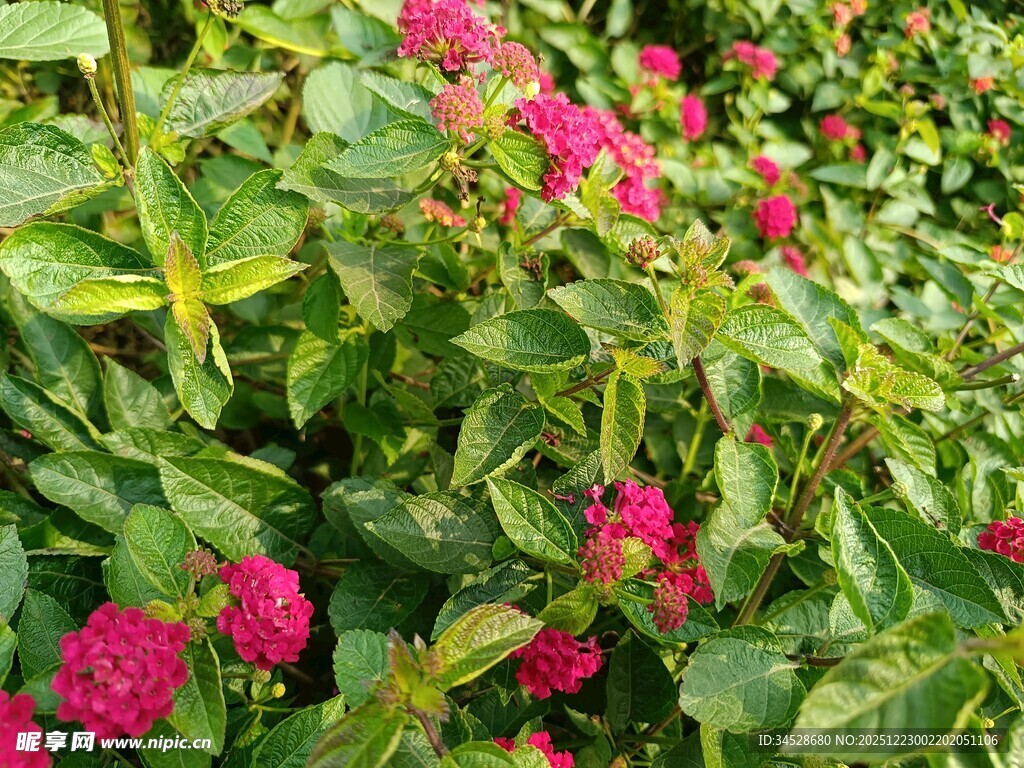 鲜艳花丛中的美丽红花朵