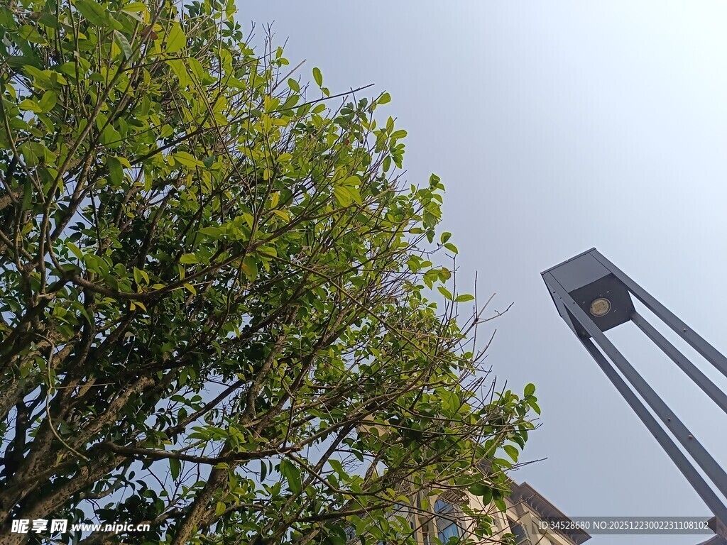 绿树旁的高耸建筑