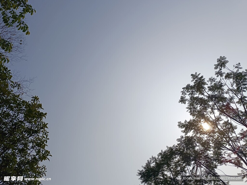 阳光透过树梢的清新景象