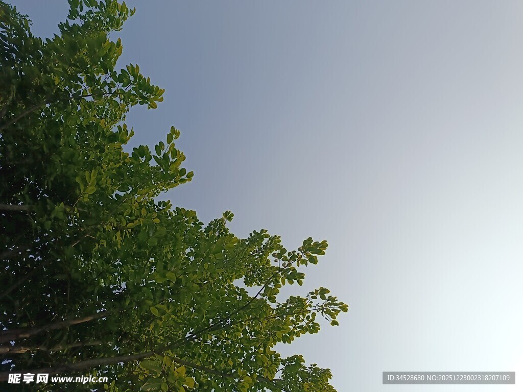 树梢之上的晴朗天空