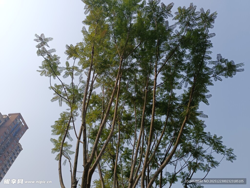 城市中的挺拔绿树