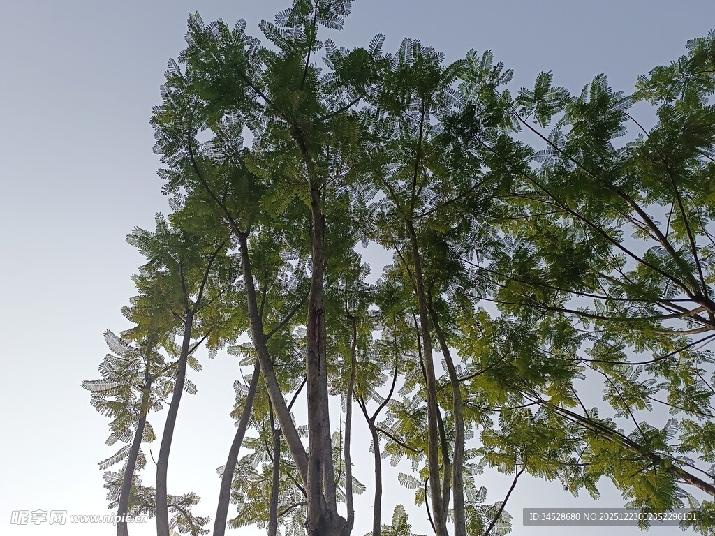仰视下的挺拔树木