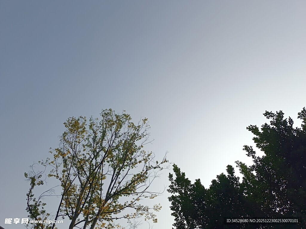 阳光下的树木与蓝天