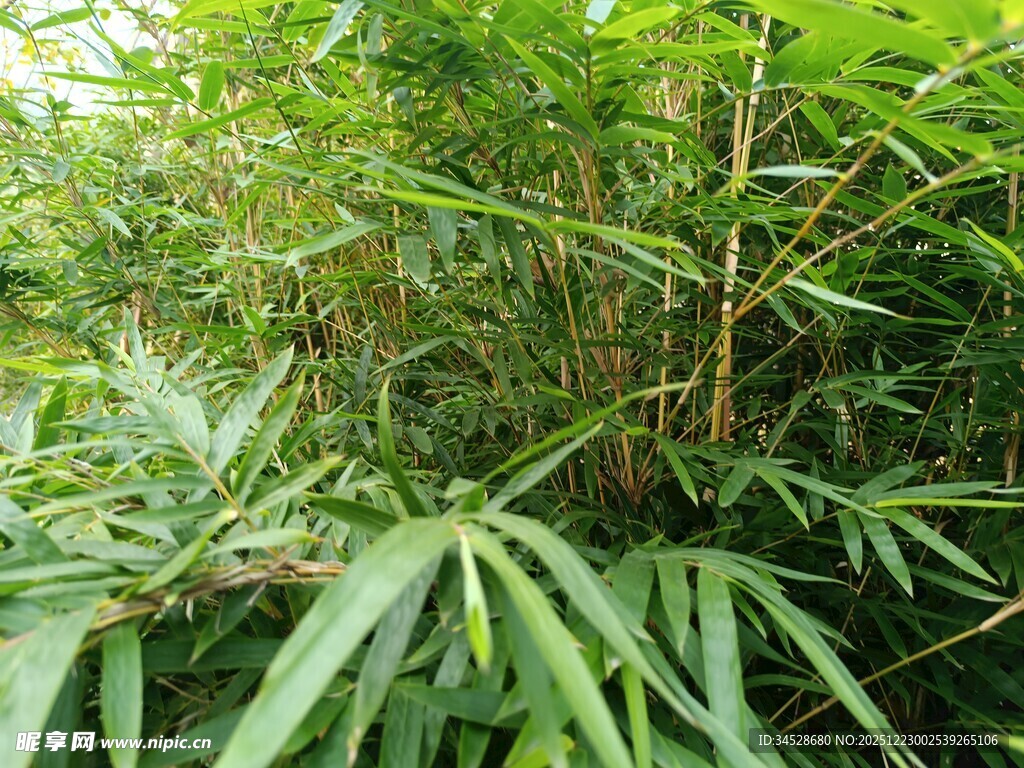 翠绿竹林中的繁茂植物