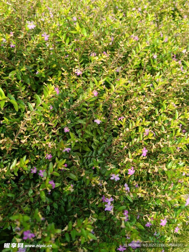 繁茂绿植间点缀紫色小花