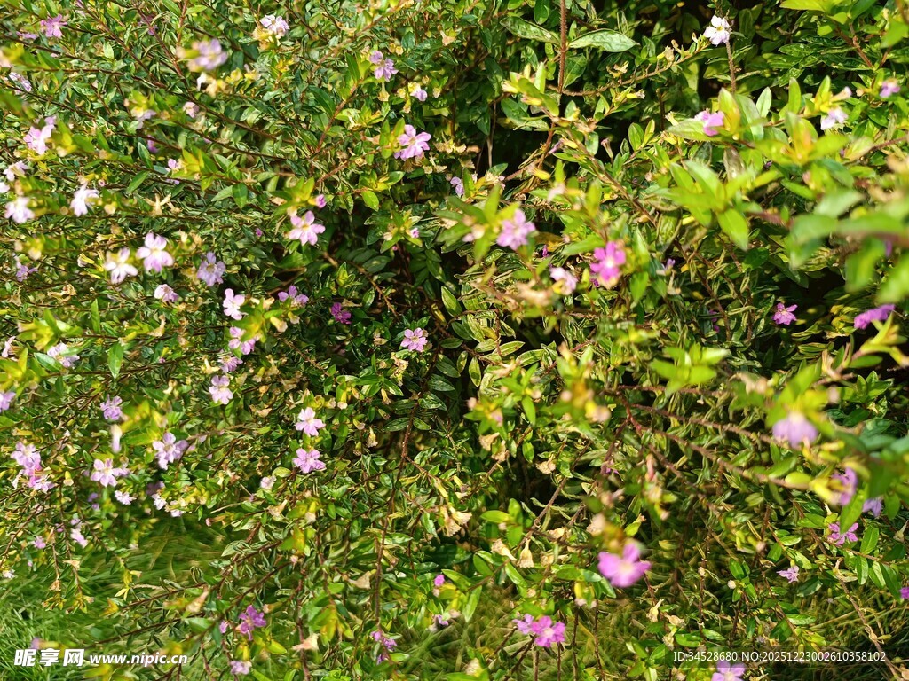 繁茂花丛中的多彩小花