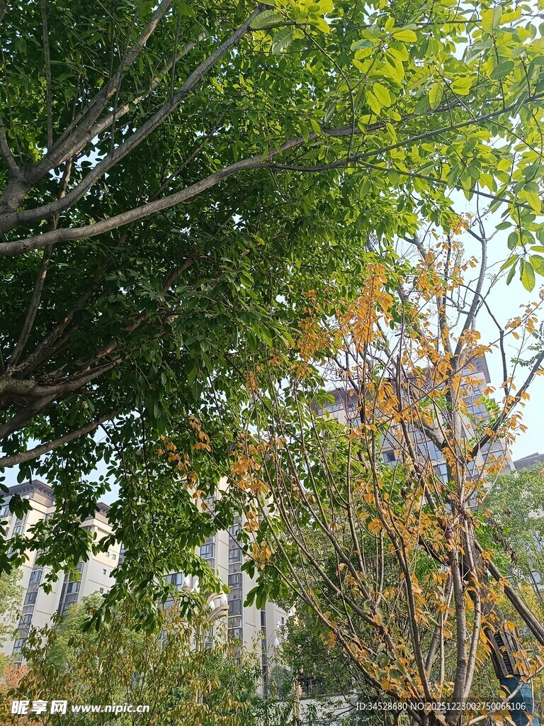 秋日街头绿树与黄叶景观