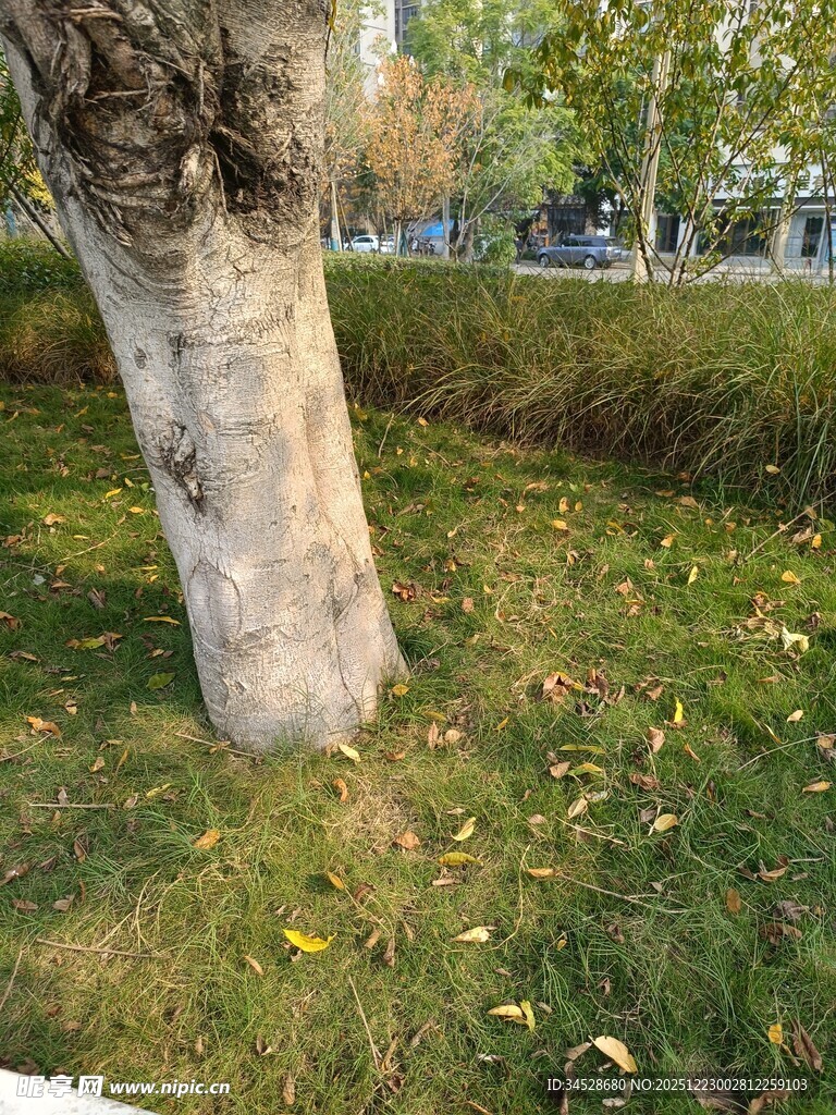 树干旁的草地景象