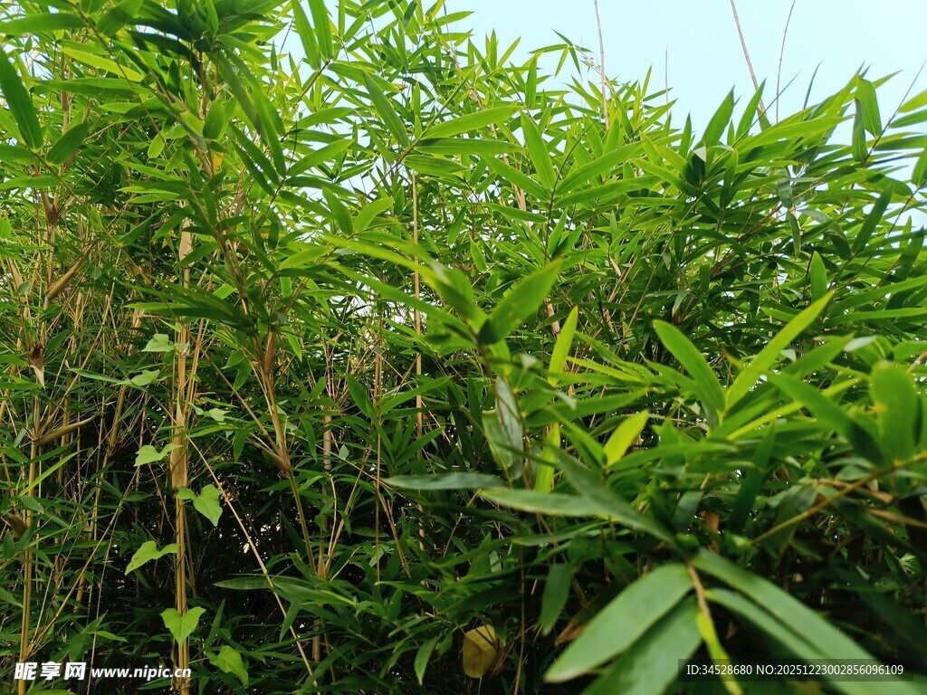 翠绿繁茂的竹林景象