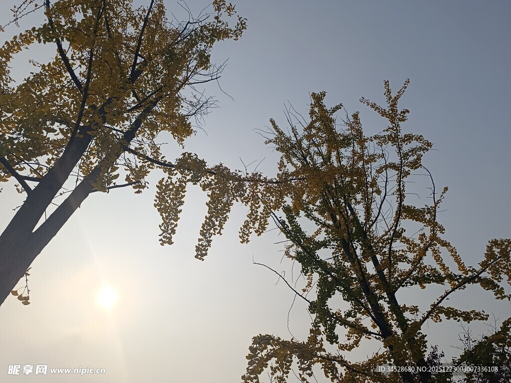 阳光下的银杏树